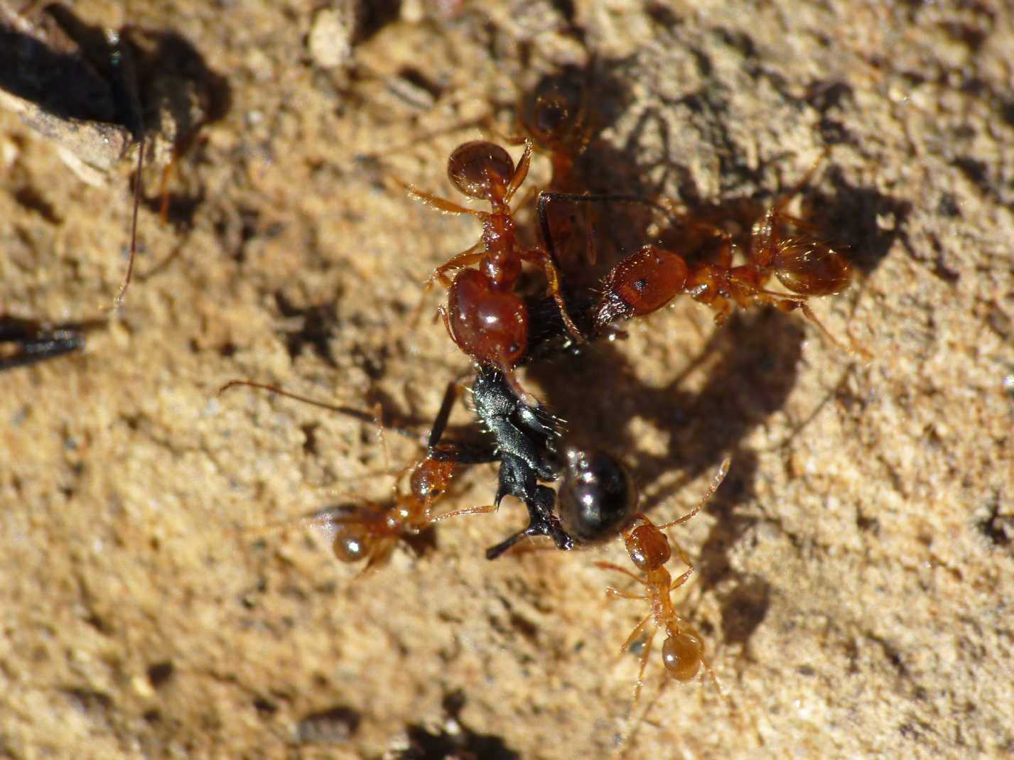 Pheidole pallidula:foto di famiglia